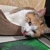 カイカイキキ さん