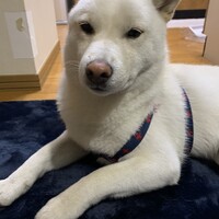 レオ