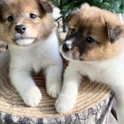 縁の会 譲渡会 サムネイル1