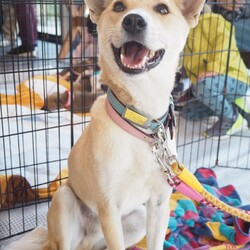 縁の会 譲渡会 サムネイル2