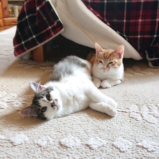 甘えん坊の長毛男子　つしま君