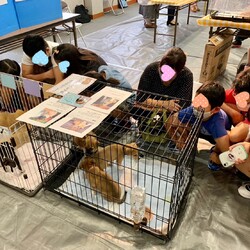 縁の会 譲渡会 サムネイル3