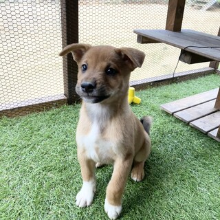 元気いっぱいバズ君2ヶ月半