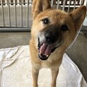 チップトライアルが決まりました