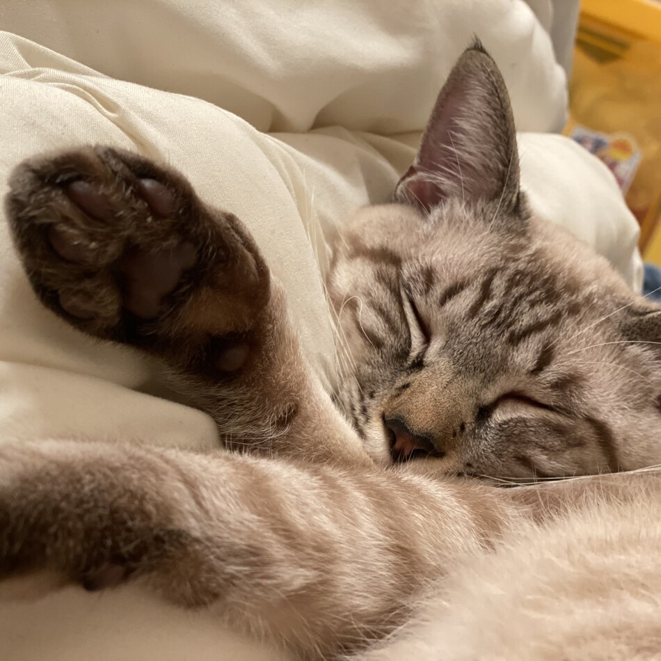夜叉丸のカバー写真