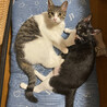 さおまるこ