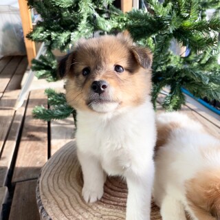 文句なく可愛い！“次源くん”