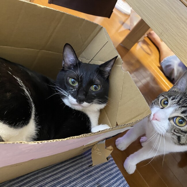 さおまるこのカバー写真