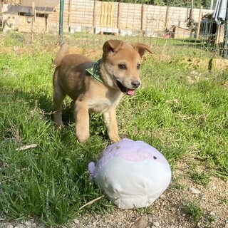 賢くて可愛いウッディくん2ヶ月半