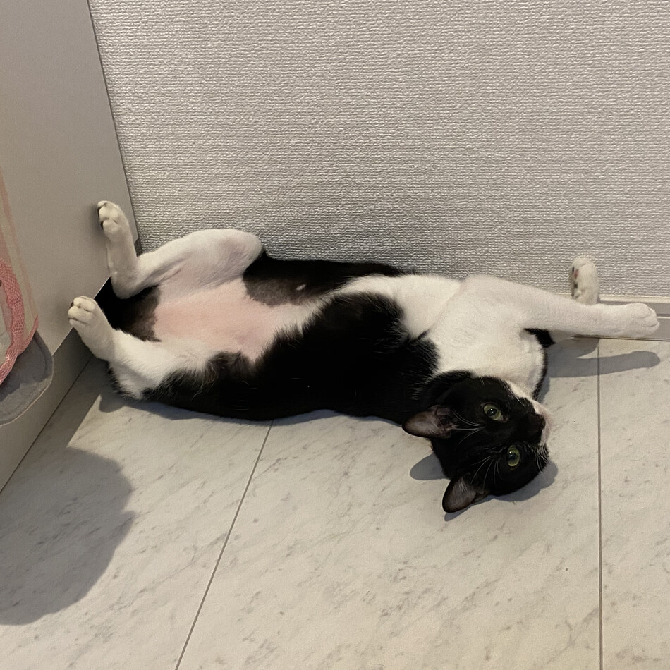 マルコのカバー写真