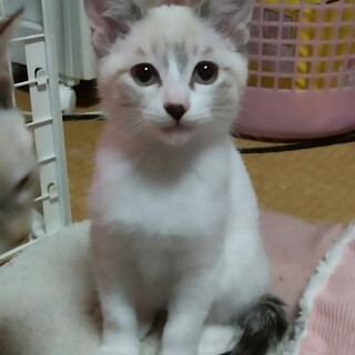 おっとりして落ち着きのあるラテちゃん