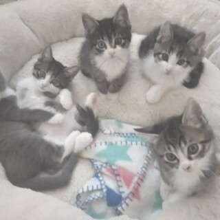 募集一時停止 無邪気なキジ白５兄妹★