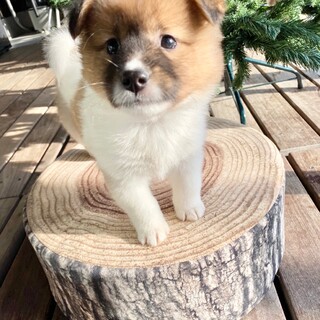 寝る子は育つ？寝顔も可愛い“五右衛門くん”