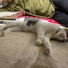 の写真