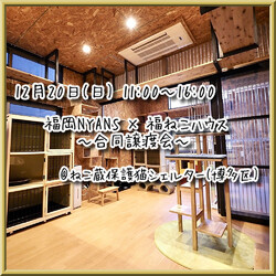 福岡NYANS×福ねこハウス合同譲渡会