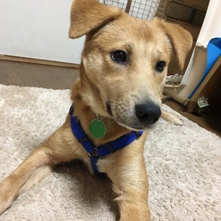 おっとり優しい男の子「のりまき」