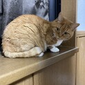 まる ♀茶トラ 4匹を産んだお母さん猫です