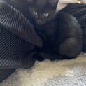 黒猫　子猫　オスの兄弟