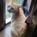 こげ ♂茶トラ 目を見て鳴いてくる甘えんぼ♪