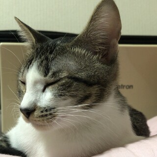 すりすり、ゴロゴロ甘えん坊の子猫ちゃん