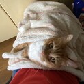 ちょび ♂超が付くほどの甘えんぼさん♪