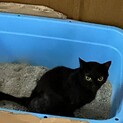 くろ ♀キュートな真っ黒 甘えんぼさん