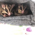 フクロモモンガ　オス2匹　