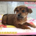 【里親決定】ありがとうございました！