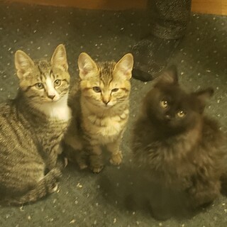 兄妹猫ちゃん