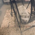 ハリネズミ  オス