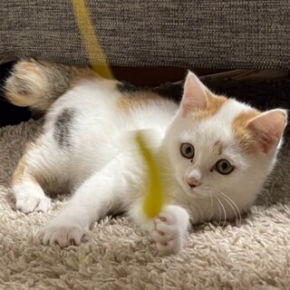 12/13水道橋★小春ちゃん★ふわふわまんまる