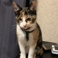 いろり