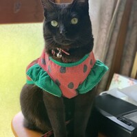 コタツ