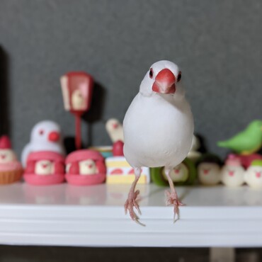 の写真