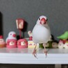 の写真