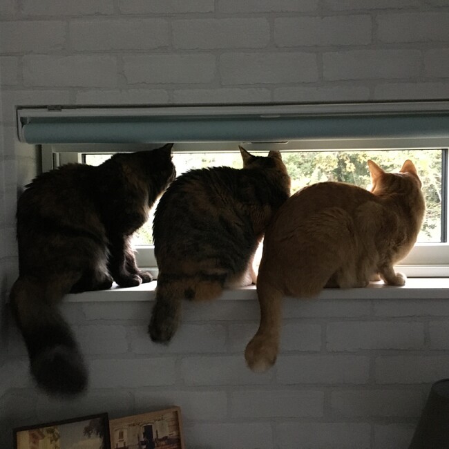 sundaygypsyのカバー写真