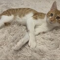 臆病だけど慣れると超甘えん坊7ヶ月の男の子