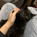 【決まりましたありがとうございます】黒猫ちゃん
