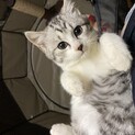 【決定しましたありがとうございます】白サバちゃん