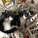 生後3ヶ月くらいの可愛い子猫