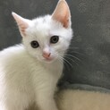 母猫と5匹の子猫たち（てんてん♂）