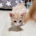 レッドタビーの可愛い子猫ちゃん