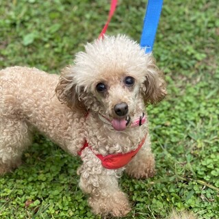 新しい家族ができました！（モモ）