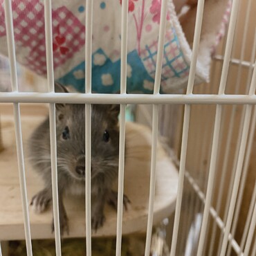 遊んでーなテンちゃん