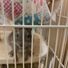 遊んでーなテンちゃん