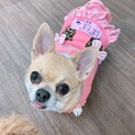 ぽぽ☆わがままBODYのチワワ♀