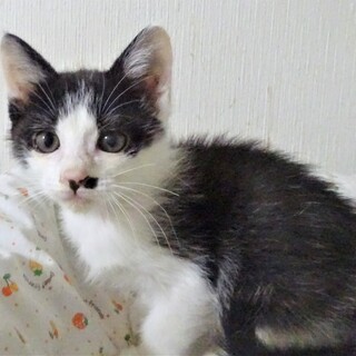 人馴れしていて積極的な玉ちゃん、こまくんと一緒に