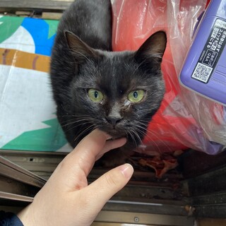 ひとりぼっちの野良猫を救ってください。