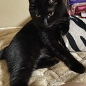 優しくて甘えん坊な黒猫の女の子♡