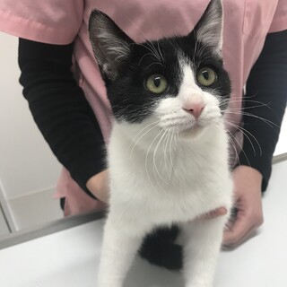 ふわふわおかっぱ男の子ハクちゃん。